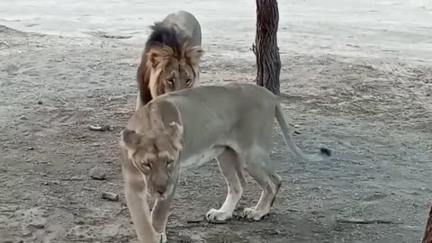 Tiger & Lion Friendship