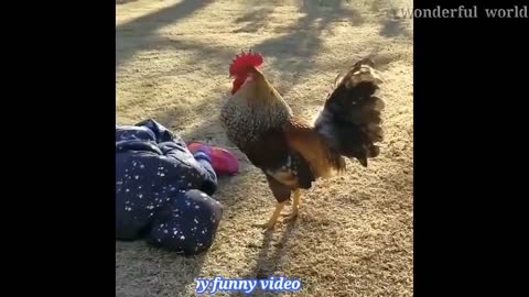 29.1 second Funny video