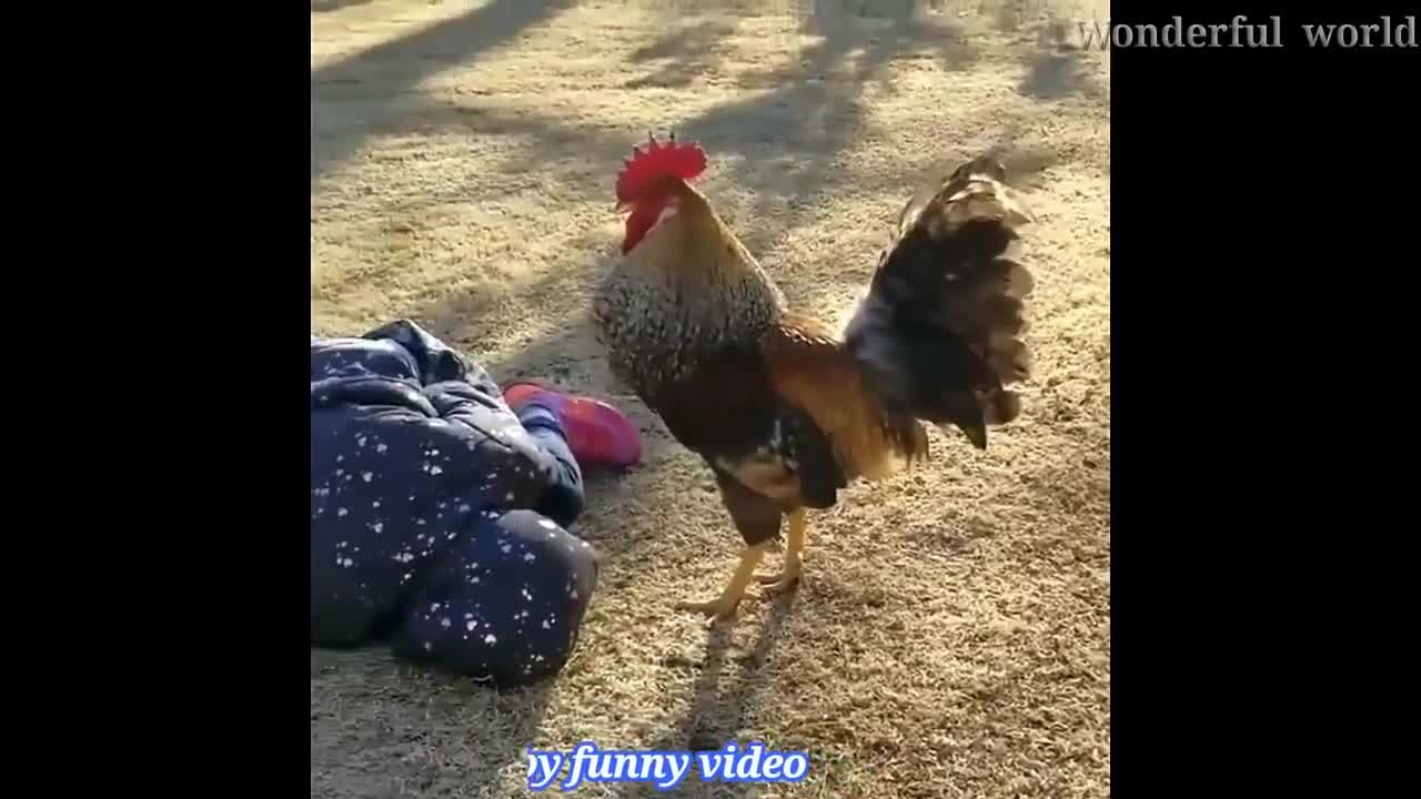 29.1 second Funny video
