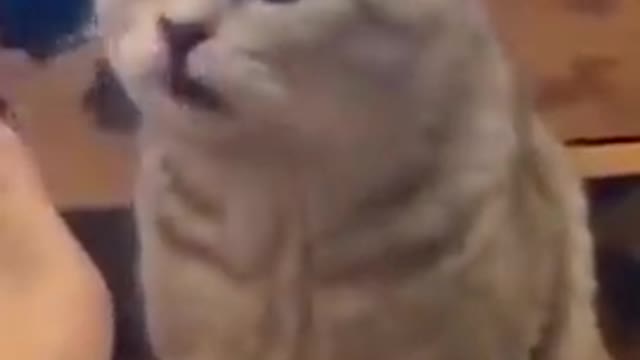 Funny cat video ever