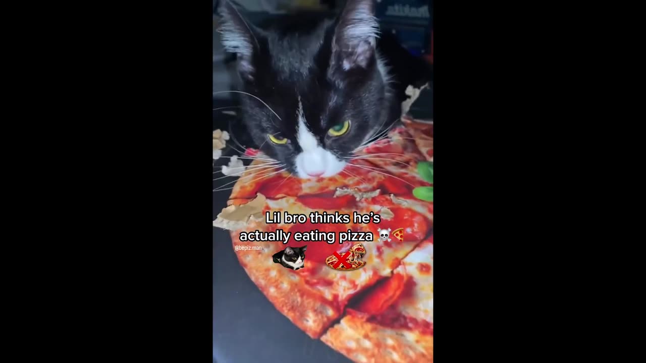 FUNNY CATS MEMES COMPILATION part3