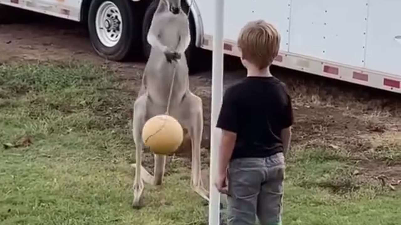 Baby kangaroo returned to thank the man who saved it