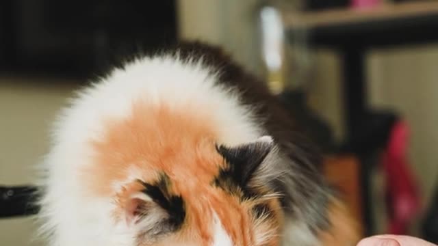 Animal cute can't video