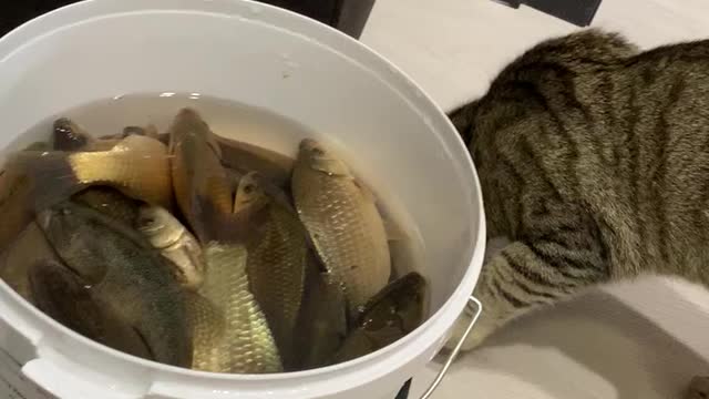 Cat and fish after fishing