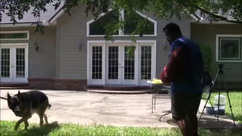 How To Make Dog Aggressive Instantly With Few Simple Tricks