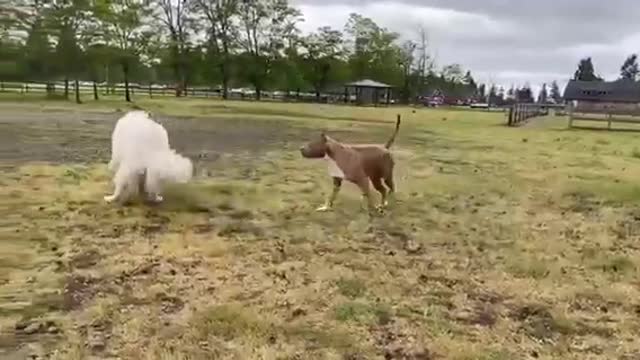 German Shepherd Attacks Pitbull