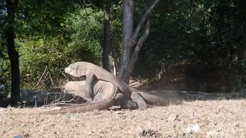 two komodo dragons fight