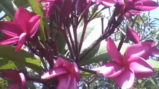 A beautiful bunch of red plumeria flowers in the park, they are pretty! [Nature & Animals]