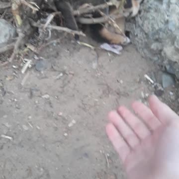 Street puppies are great