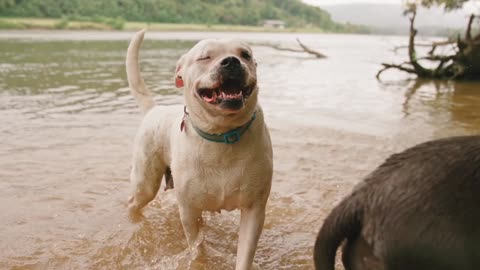 Dog fights illegal but still popular