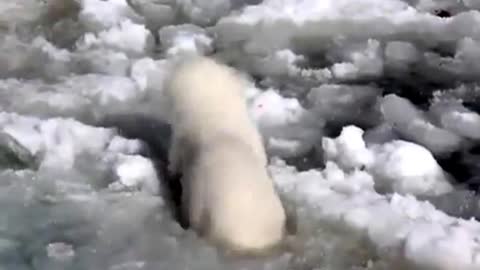 Polar bear first attempt at swimming