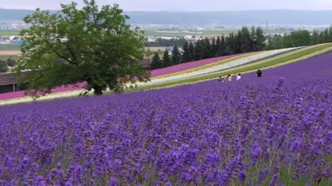 Japan in 8K ULTRA HD - Land of The Rising Sun