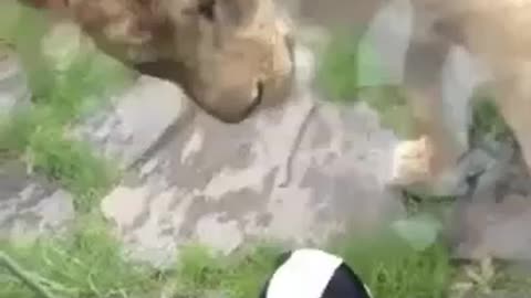 Lions dangerous kid attack