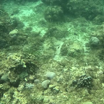 Snorkeling Adventures Philippines. Spotted some nice starfish swimming out to the reef!