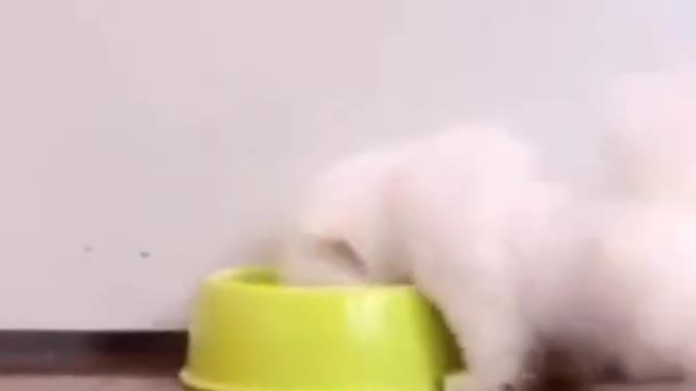 funny animals videos try not to laugh