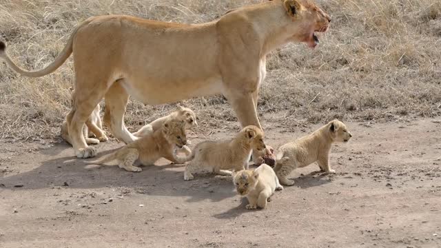 amazing! Lions CUBS enjoy their first outdoor