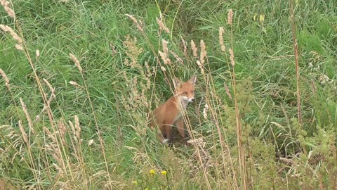 Wild Fox meets people