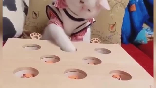 Cat training