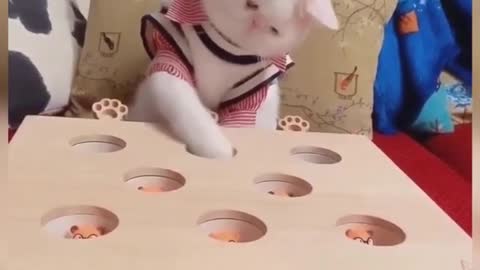 Cat training