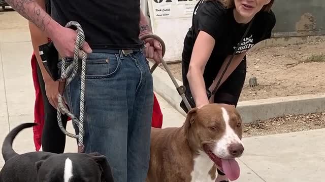 Woman Spends Over 700 Hours On Phone To Save 2 Pit Bulls' Lives