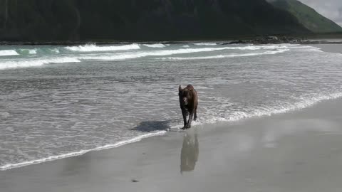 dog and water