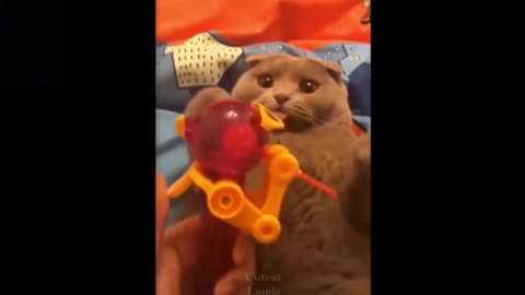 Amazed Cat With Toy, Tongue Out