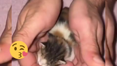 Little Cat Sleeping in My Hands