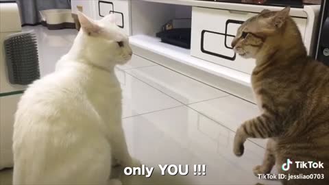 #Do you know cat can speak english very well