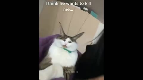 Funny Cat Videos