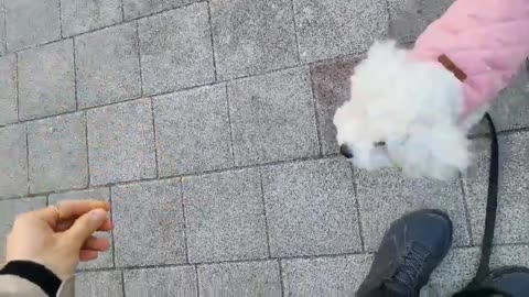 Pleasant walk of an adorable puppy