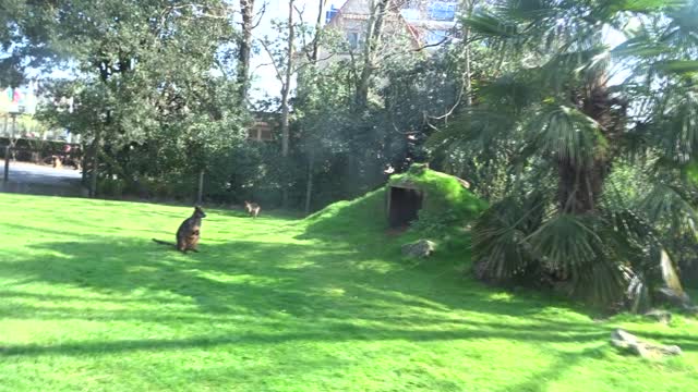 Het MoerasWallaby hoekje in Blijdorp, kleine kangeroetjes heel lief.