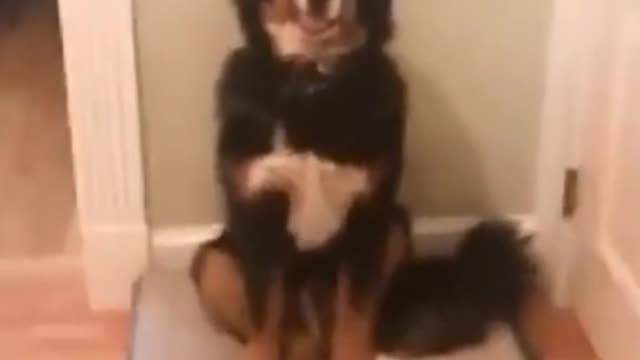 Dog Tries To Catch Food But Fails