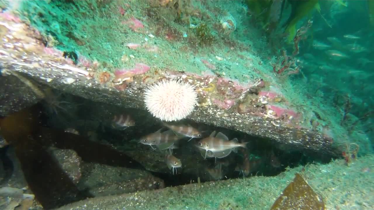 IRISH SEA LIFE WEST COAST PART