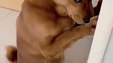 funny dog