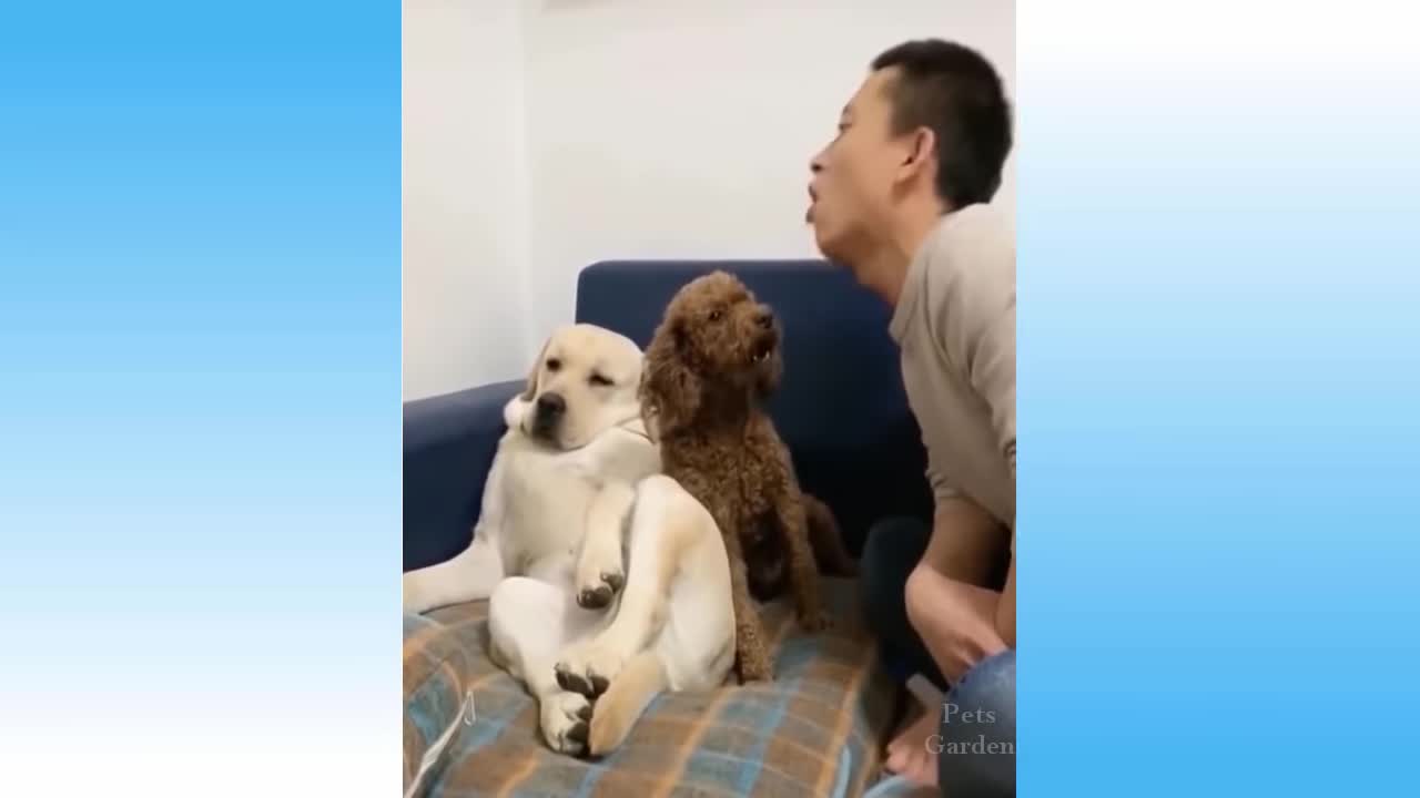 Try Not To Laugh || Top Funny Cat Videos Of The Weekend