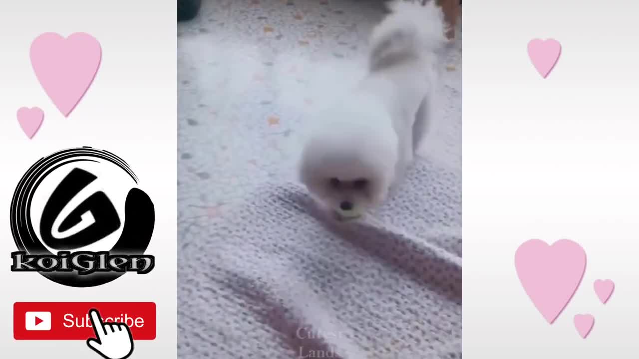 You will laugh at all the DOGS 🤣!!!