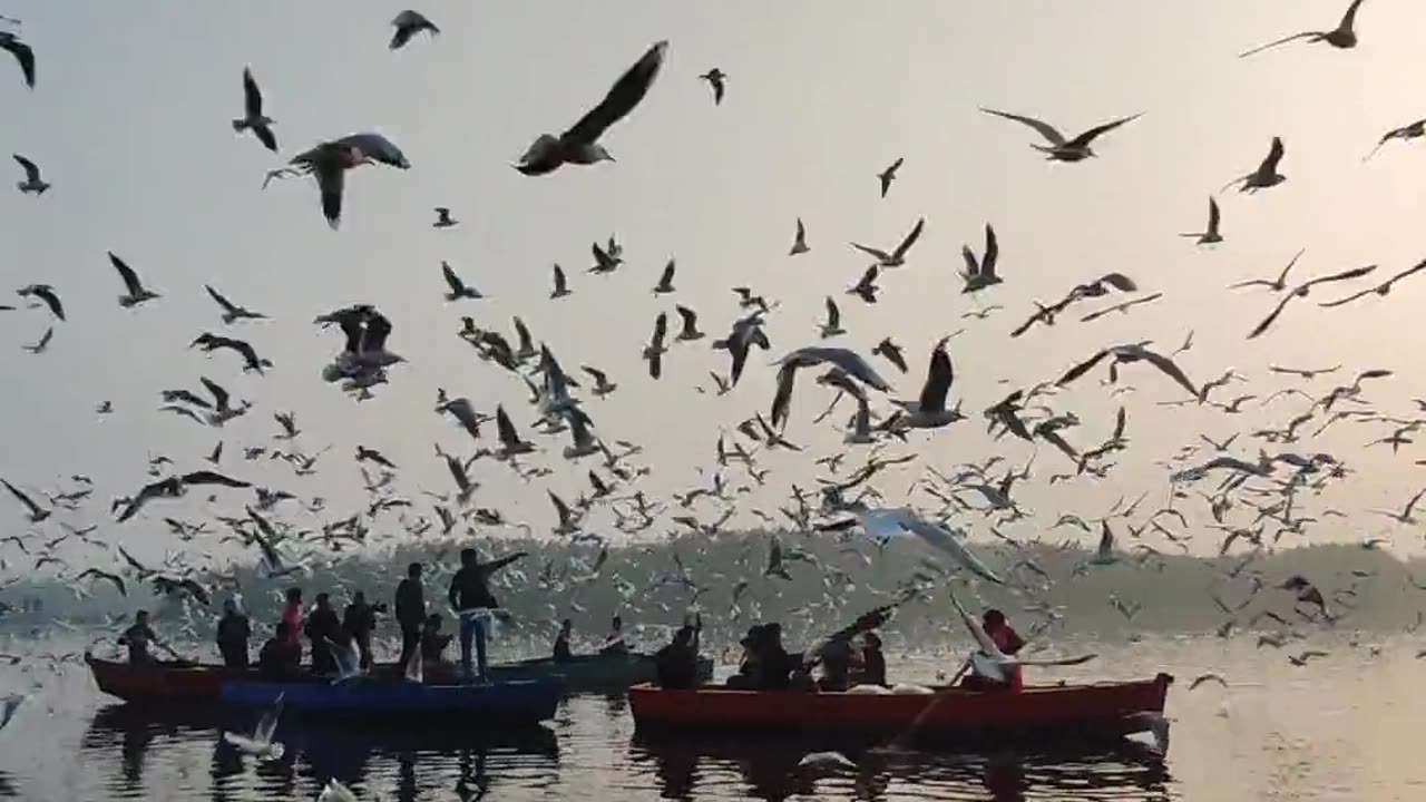 Evening view of the sea birds flying