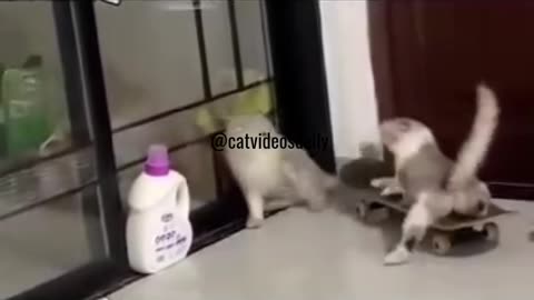 Cute Cat Video Adorable Cat Video Kitten Video Sleeping Cat Video Lovely Cat Cute Cat Baby Video 1