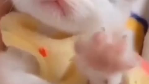 Cutest cats ever