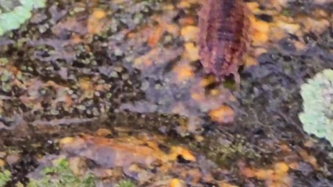 A woodlouse crawls on wet ground in rainy weather.