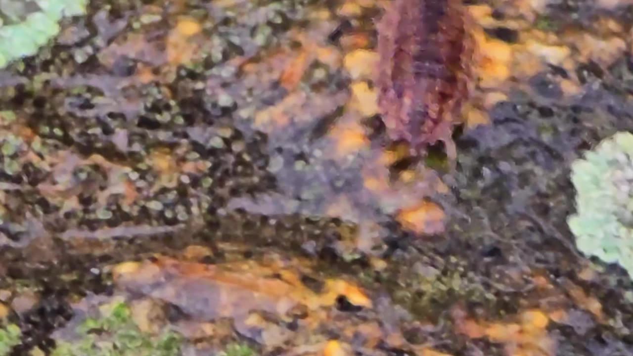 A woodlouse crawls on wet ground in rainy weather.