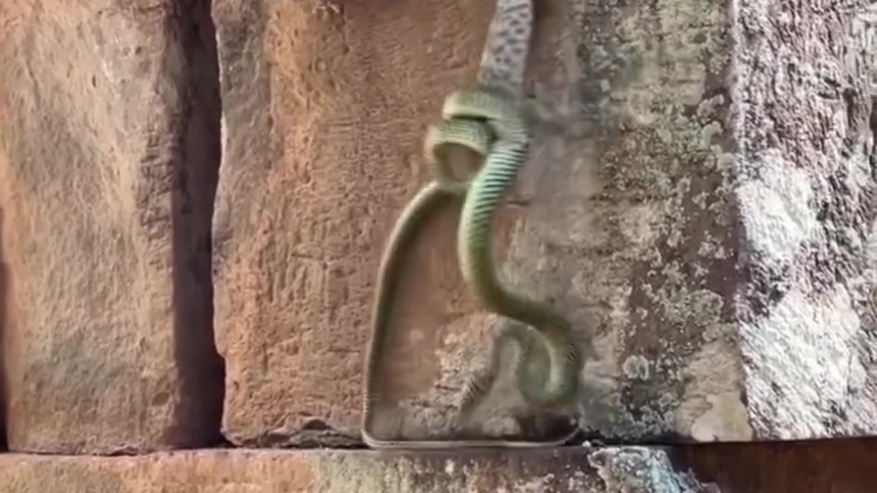 Snake And Lizard Fight #shorts #shortvideo #youtubeshorts #video #virals