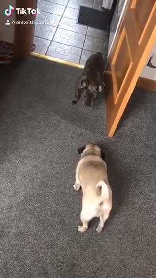 Pug hilariously runs up stair like human