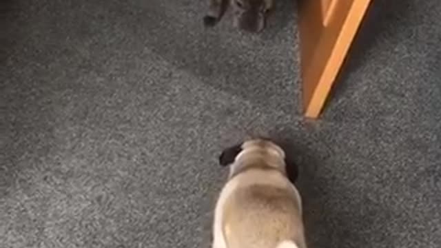 Pug hilariously runs up stair like human