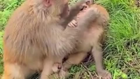 What Got Wrong On Her Pretty Baby ! Very Good Monkey Mother Grooming Her Baby All The Time