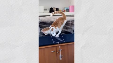 Cats,Funny Cats,Cute Cats,#shots Cats Meowing,Funny Cat Videos,Cute Cat videos