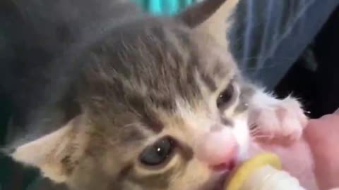 cute kitten drinking milk