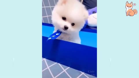 Funniest 🐶 Dogs TikTOK - Awesome Funny Pet Animals Life Videos 😇