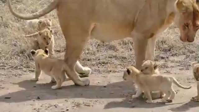 (ORIGINAL AUDIO) ADORABLE! SIX LION CUBS enjoy their first outdoor adventure