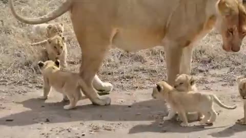 (ORIGINAL AUDIO) ADORABLE! SIX LION CUBS enjoy their first outdoor adventure